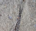 Leptolepis bronni AGASSIZ 1833 - Bild © FossNet FossilienStore